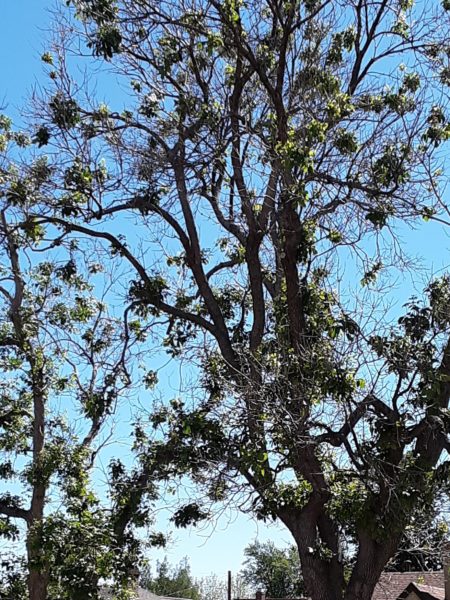 ash tree with many bare branches