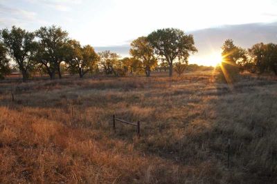 Sunset at a grassy field with scattered leafy cottonwood trees.