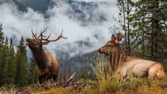 A male elk with large antlers stands and bugles next to a female elk laying in the grass.
