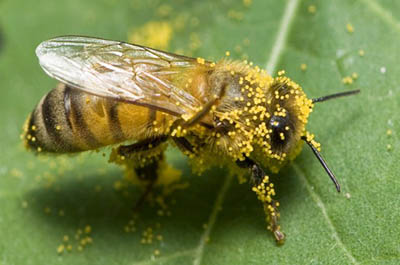 A close-up of a honeybee covered in yellow pollen.