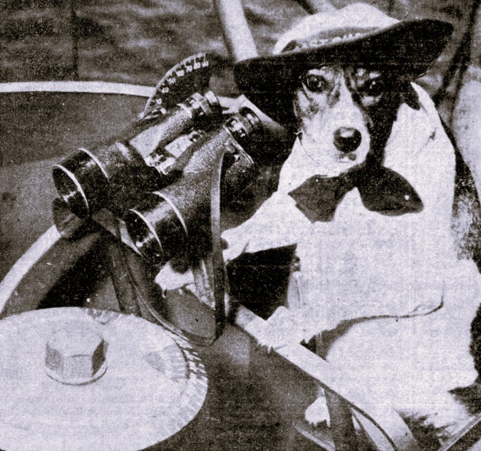 A dog wearing a hat and tie stands next to binoculars.