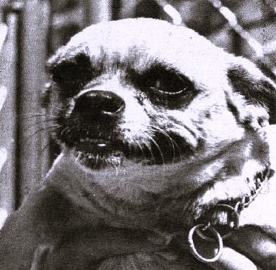 Portrait of a chihuahua.
