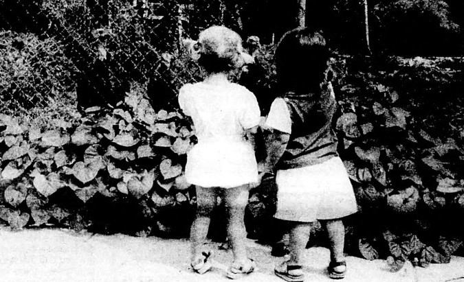 Two toddler girls observe turkeys behind a fence.