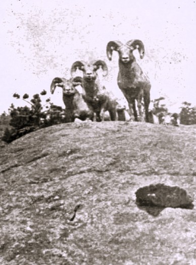 3 bighorn sheep stand on a large rock.