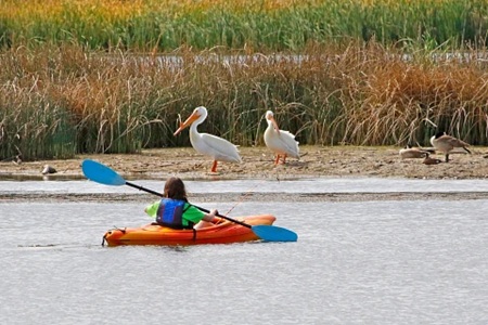 A young girl paddles a kayak in a lake, looking at two large herons standing on the nearby shore.