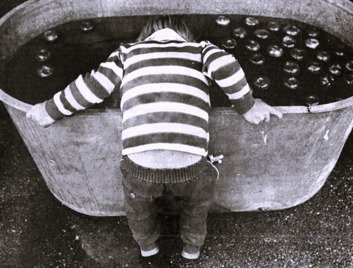 A young child bobs for apples in a large tub.