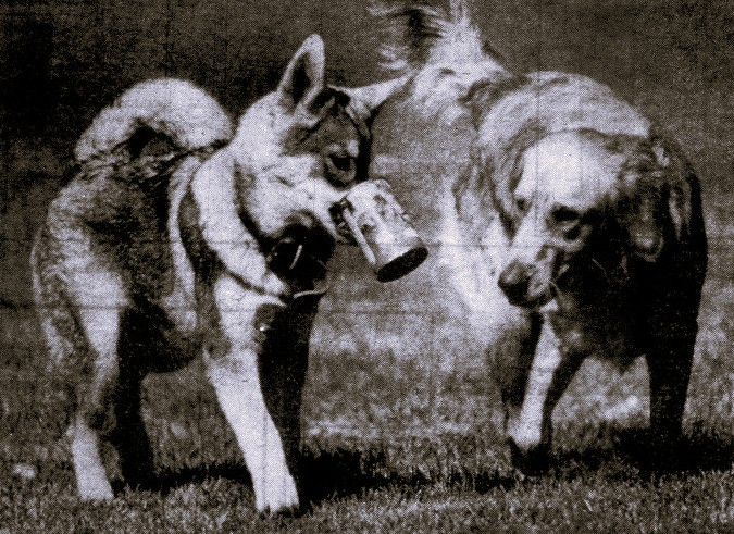 Two dogs play with a tin can.