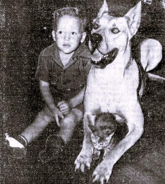 A young boy sits by a large dog and a cat.
