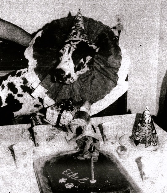 A spotted dog wearing a birthday hat sits by a birthday cake and presents.
