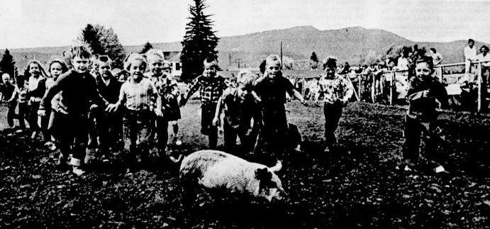 A group of young children run after a pig.