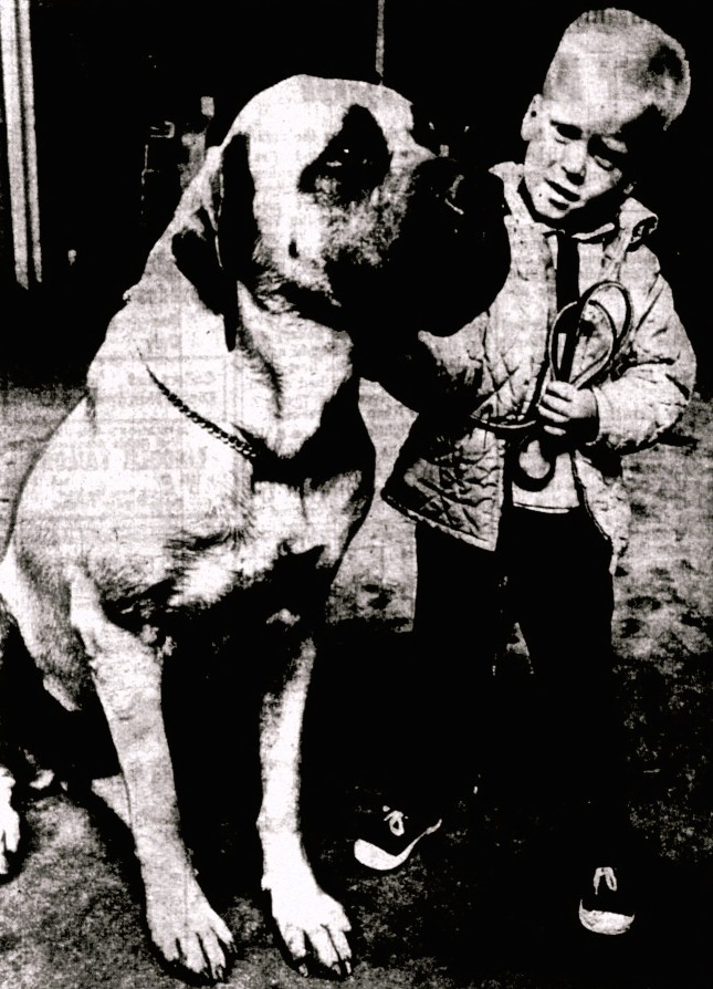 A small boy stands next to a large English mastiff.