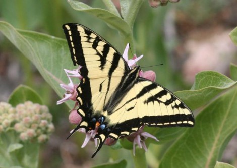 A two-tailed swallowtail sits on a milkweed flower with its wings open, showing yellow coloring with black striping.