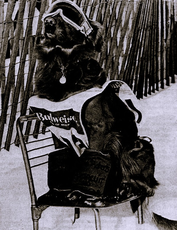 A dog wearing ski goggles and a racing apron sits on a chair in the snow.