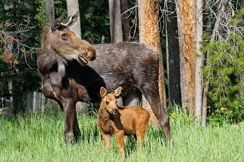 An adult female moose and a calf stand side-by-side in a stand of trees.