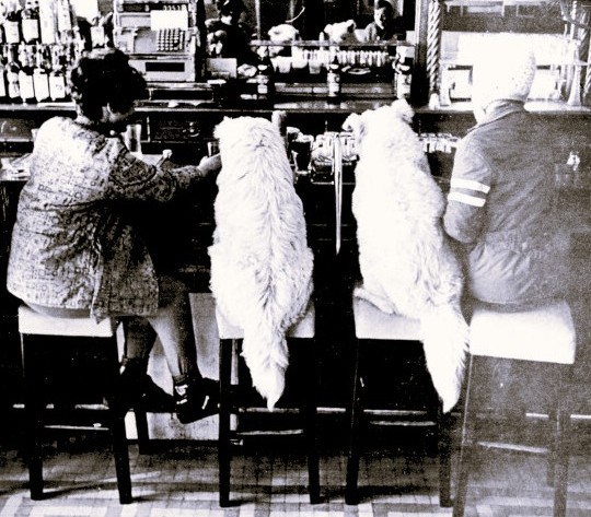 Two dogs sit at a bar between two women.