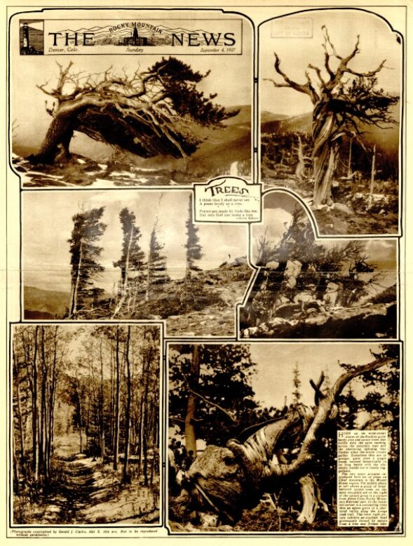 Front page of the magazine section showing trees