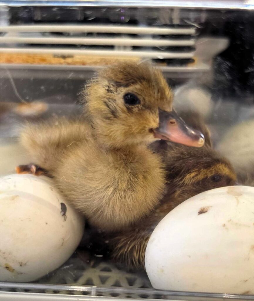 Two newly hatched ducklings sit in an incubator with two other eggs.