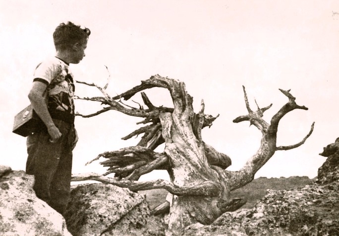A boy looks at a wind-weathered tree.