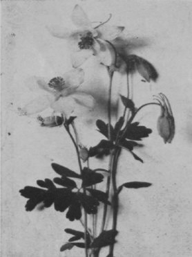 Columbine flowers.