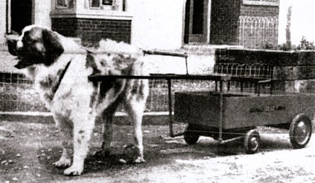 A Saint Bernard is hitched to a small wagon.