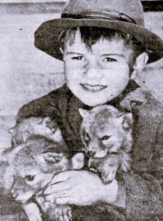 A boy holds 3 coyote puppies.