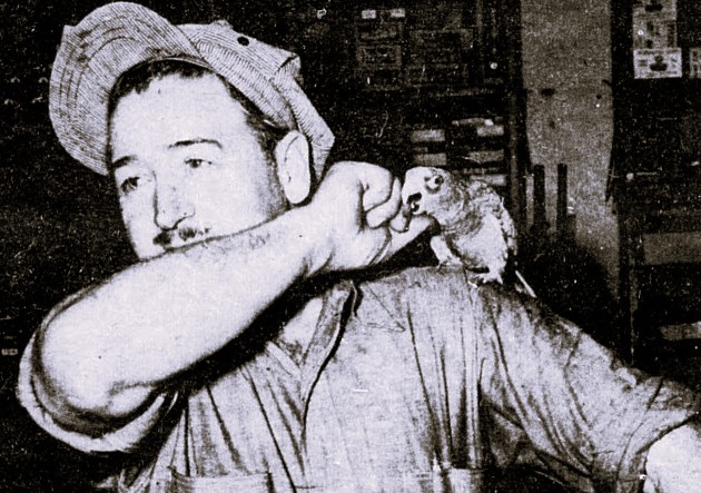A man feeds treats to a parrot on his shoulder.