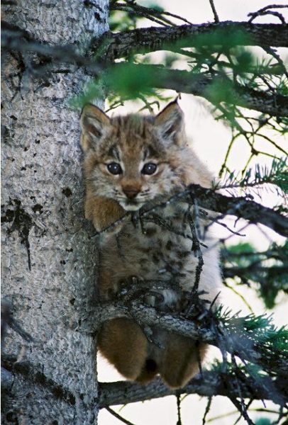 lynx in a tree