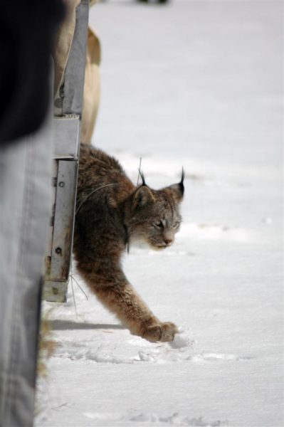 lynx being released from a carrier