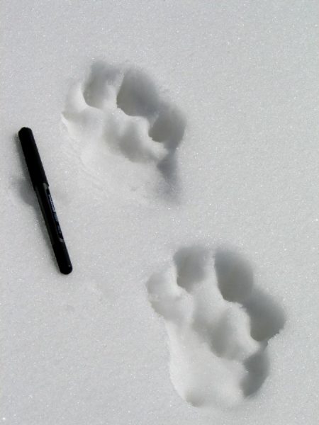 lynx footprints in snow