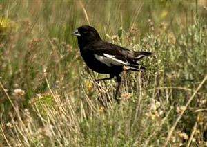 Lark Bunting Colorado State Bird