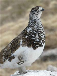 Ptarmigan in transition from winter to summer plumage
