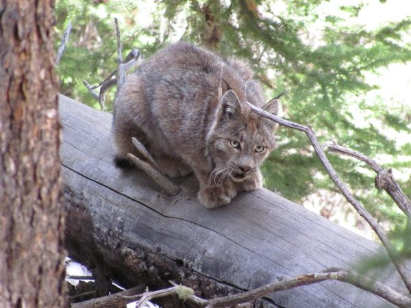 lynx