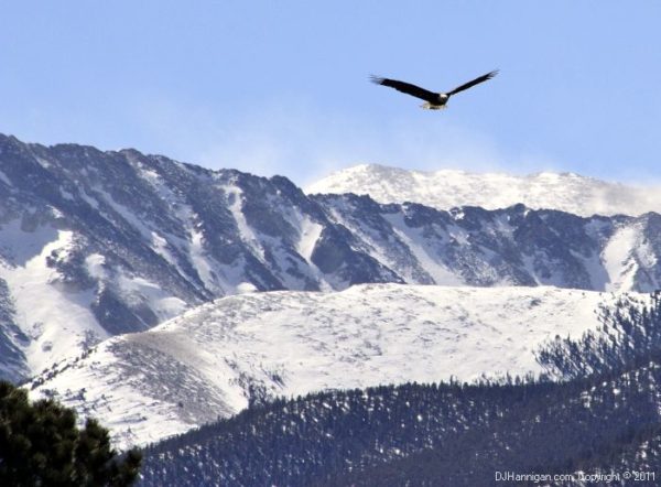 Bald Eagle in winter