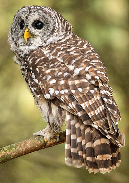 Barred Owl