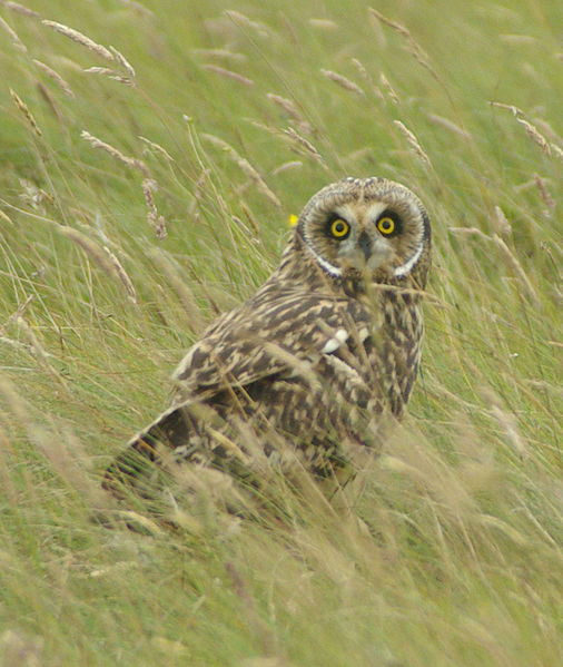 Short-eared Owl