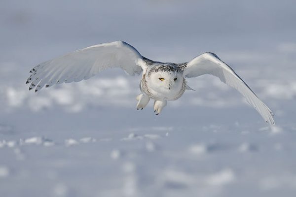 Snowy Owl