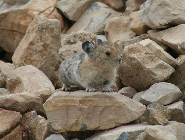 American pika