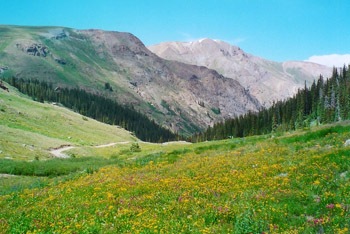 mountain meadow near Cinnamon Pass