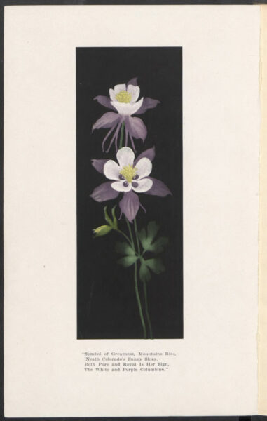 A scanned page from an Arbor Day book showing a print of two purple columbines in full bloom on a solid black background. The caption reads, "Symbol of greatness, mountains rise, 'Neath Colorado's sunny skies. Both pure and royal is her sign, the white and purple columbine."