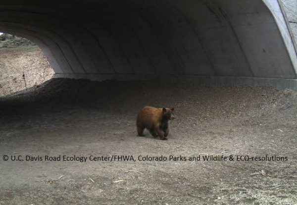 bear crossing State Highway 9 