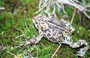 A close-up photograph of a boreal toad sitting on green moss.