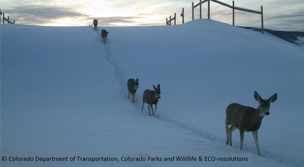 deer crossing State Highway 9