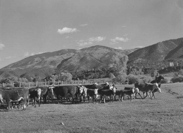 Cattle grazing in Chaffee County 1944