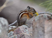 Chipmunk