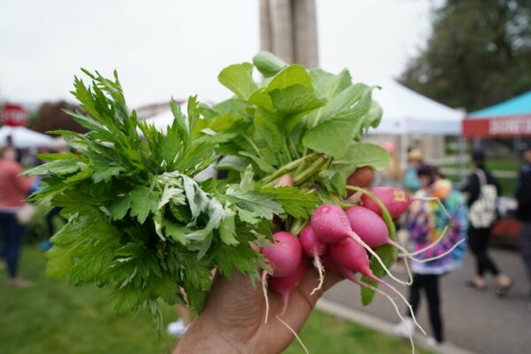 A close-up photograph of bunch of six baby pink turnips with abundant leafy greens sprouting out of the top. The radishes are being held up in front of a background of green grass, white tents, and people exploring the farmers' market.