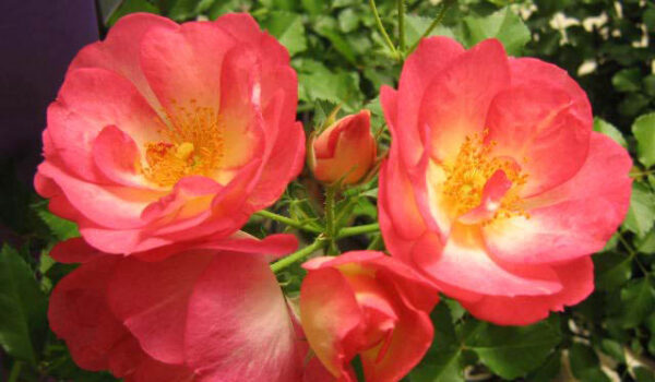 Close-up shot of two pink roses in full bloom on a background of green leaves
