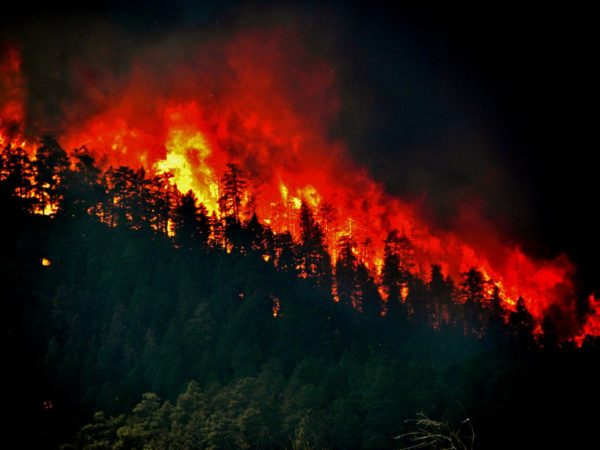 pine trees on hillside alight with red flames