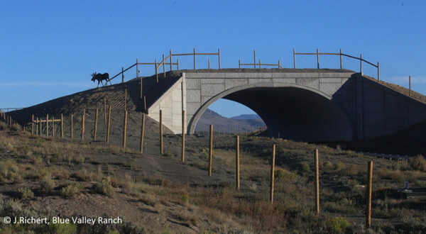 A moose uses a wildlife crossing bridge above Highway 9. Wooden posts from wildlife mitigation fencing runs along the road towards the viewer.