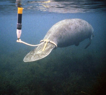 transmitter tied to tail of manatee