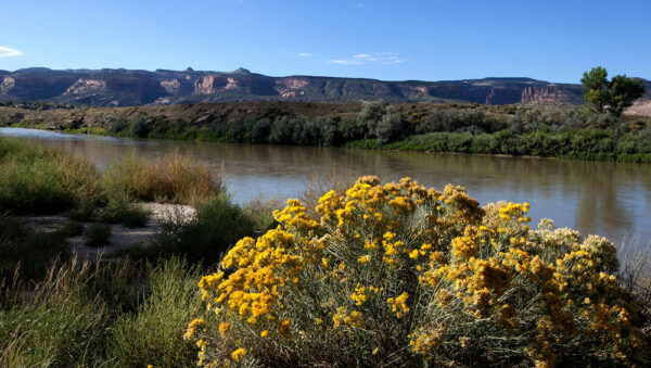 A yellow flowering bush sits in front of a wide river winding through a red rock canyon
